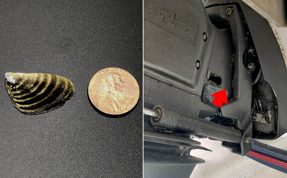 Zebra mussel up close and hitchhiking on the boat last month (arrow points to clusters)