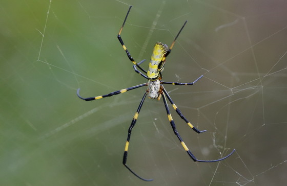 Female Joro spider (Anna Yellin/DNR)