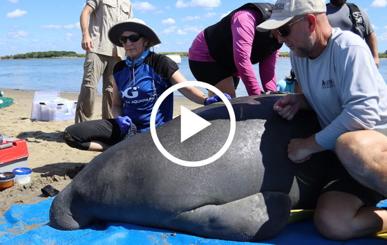 Manatee being assessed (Monica Ross/Clearwater Marine Aquarium, USFWS permit  MA37808A-2)