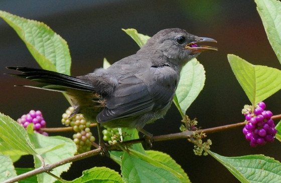 Gray catbird eating American beautyberry (Terry W. Johnson)