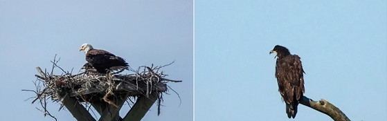 Eagles on osprey nest platform (left); fledgling (Pam Vercellone-Smith)