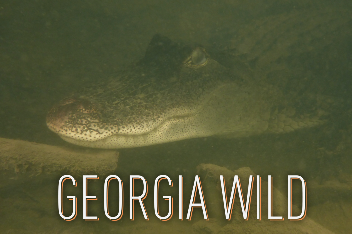 Georgia Wild masthead: alligator in Spring Creek (Matthew Rowe/DNR)