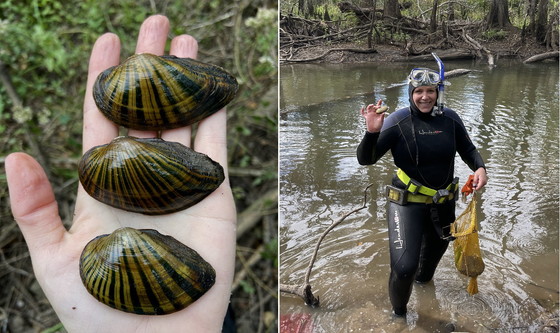 Shinyrayed pocketbooks (left) and DNR's Emilia Omerberg with a yellow sandshell at Spring Creek (DNR)