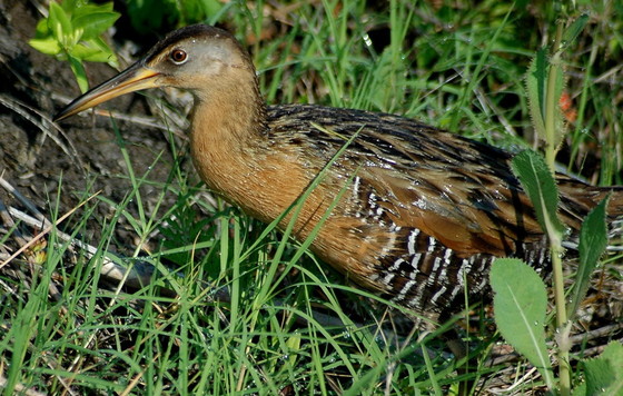 King rail, a report tipping species also listed in Georgia's Wildlife Action Plan (Todd Schneider/DNR)