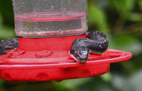 Rat snake on hummingbird feeder (Terry W. Johnson)