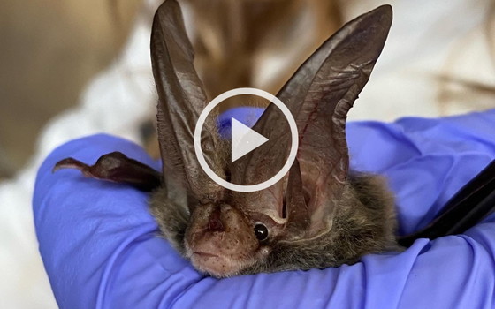 Rafinesque's big-eared bat (DNR)