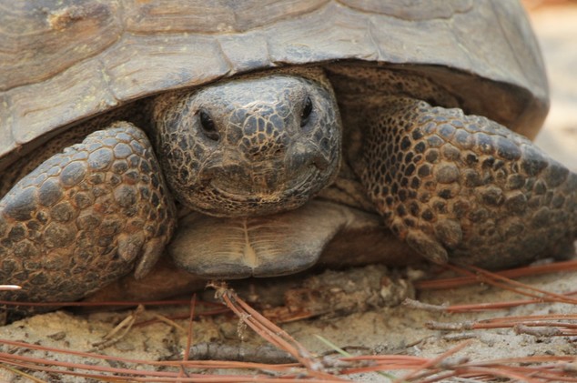 gopher tortoise state reptile