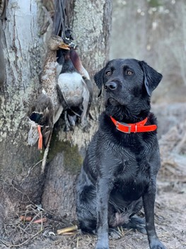 waterfowl hunt