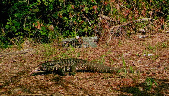 Camera-trap photo of a tegu later caught in Tattnall County in 2020 (USGS)