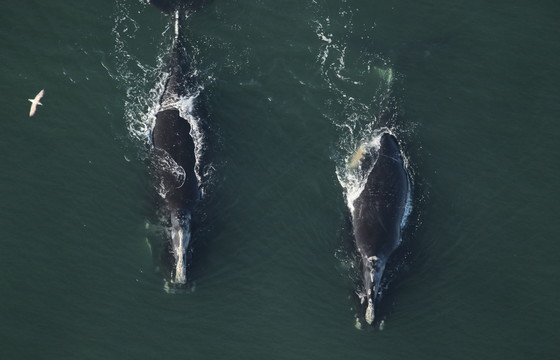 Female right whales off Virginia (Clearwater Marine Aquarium Research Institute and USACE, NOAA permit 20556-01)