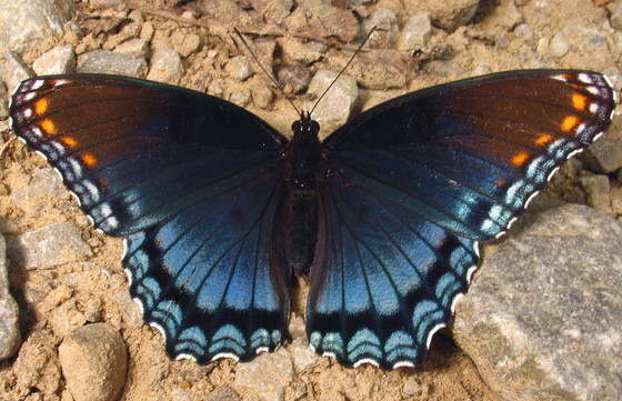 Red-spotted purple butterfly, one of the many that use oaks as a host plant (Alan Cressler)