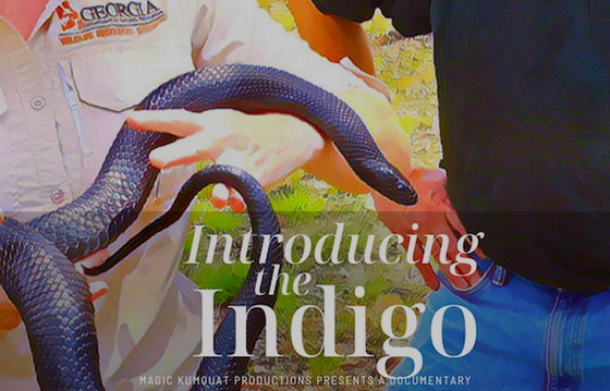 Indigo video poster