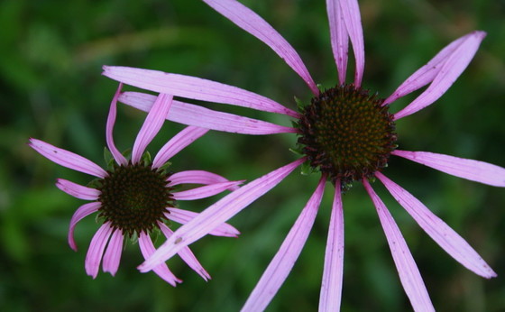 Smooth coneflower in Stephens County (Dale Suiter/USFWS)