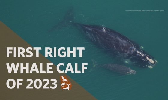 DNR right whale mom-and-calf video