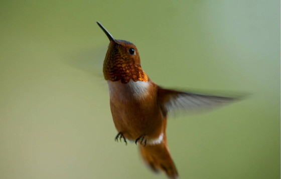 Rufous hummingbird (Roy Lowe/USFWS)