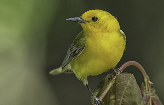 Prothonotary warbler, a species of conservation concern in Georgia (Ty Ivey/GNPA)