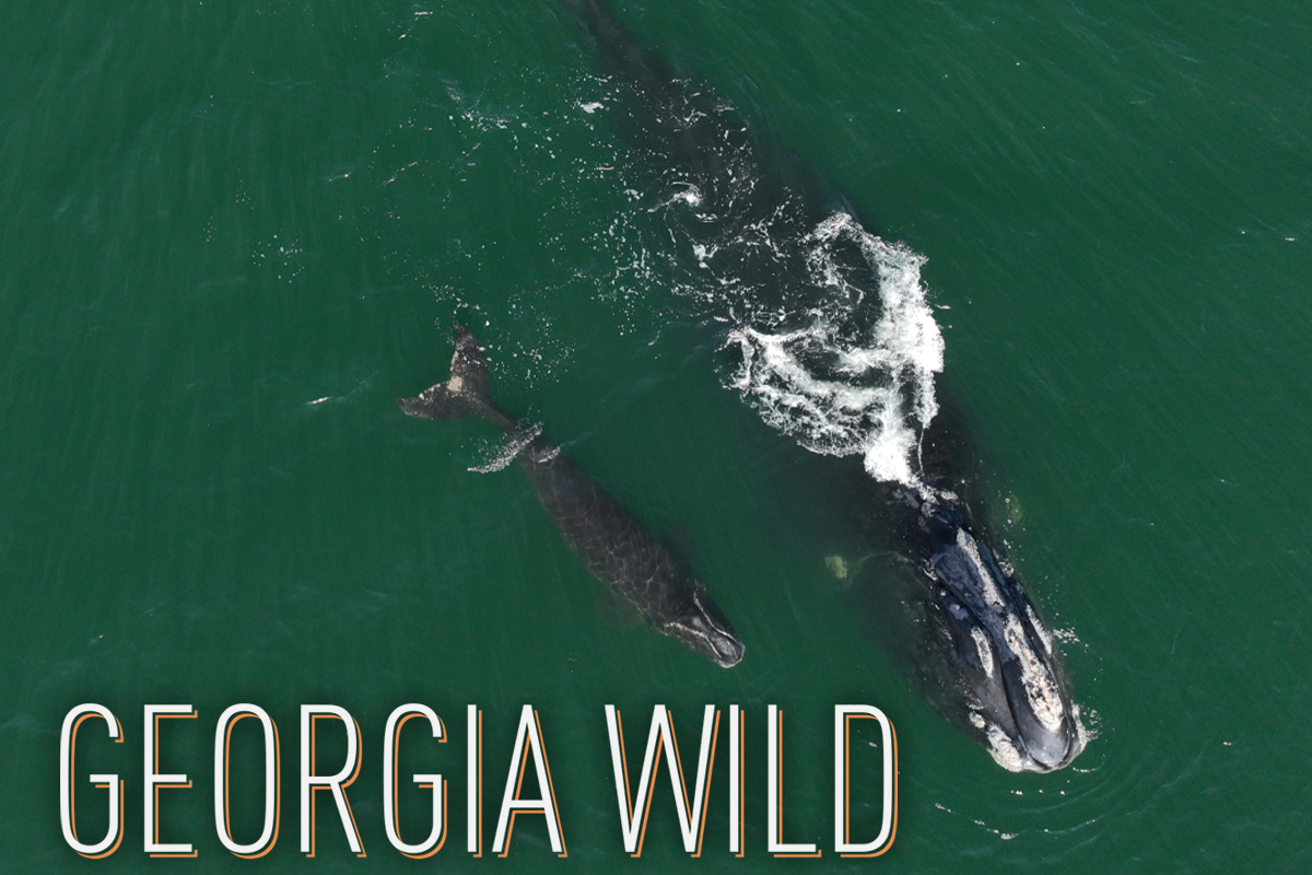 Georgia Wild masthead: Right whale 3370 ("Archipelago") and calf off Little St. Simons Island (DNR/NOAA permit 20556)