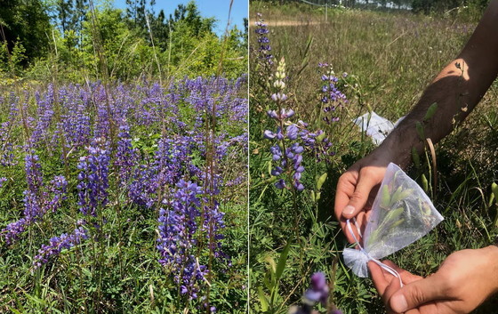 Sundial lupine and collecting seeds at Silver Lake WMA (Joe Burnam/DNR)