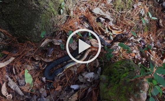 DNR video of watersnake and an American eel