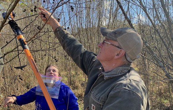 Georgia Power's Jim Ozier and DNR botanist Carlee Steppe collect Georgia alder fruits (Mincy Moffett/USFWS)