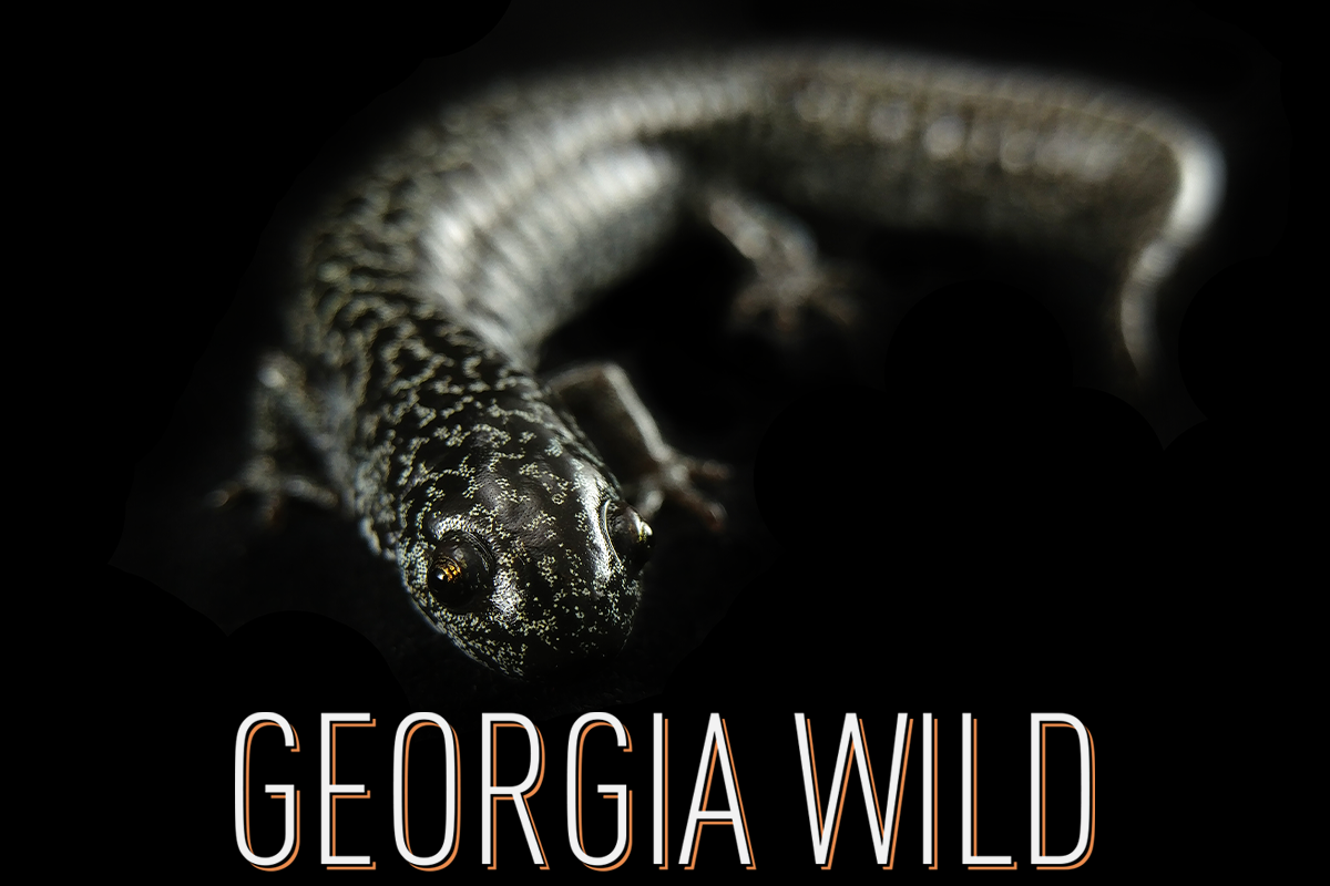 Georgia Wild masthead: juvenile frosted flatwoods salamander (Mark Mandica/Amphibian Foundation)