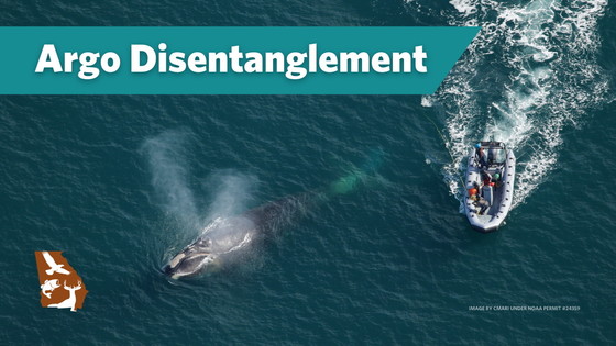 Disentangling right whale Argo video