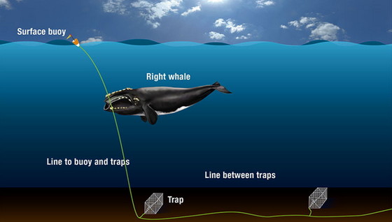 NOAA graphic illustrating how right whales get entangled in commercial fishing gear