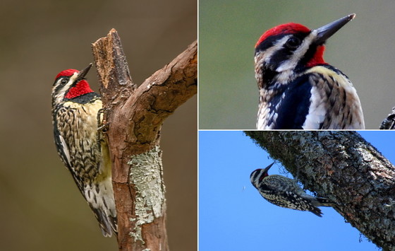Yellow-bellied sapsucker photos (from left): Jenny Burdette Photography/Terry W. Johnson/Katy Manley
