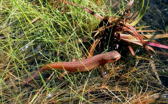 Striped newt (Mark Mandica/Amphibian Foundation)