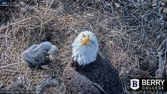 Berry College bald eagle nest image