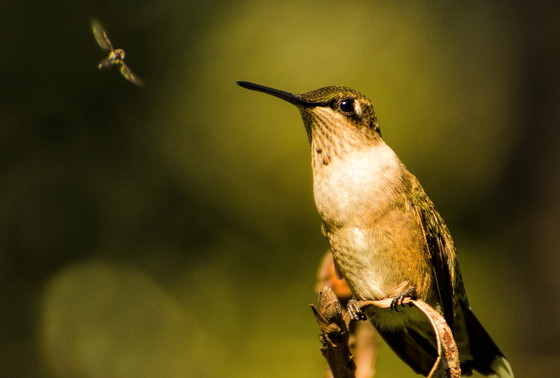 Ruby-throated hummingbird eyes a flying insect (Diane Yancey/GNPA)