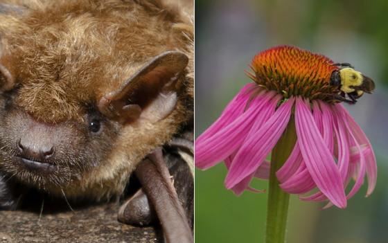 Checkoff beneficiaries: big brown bat and smooth coneflower (Pete Pattavina/USFWS, Natalie Birnbaum/GNPA)