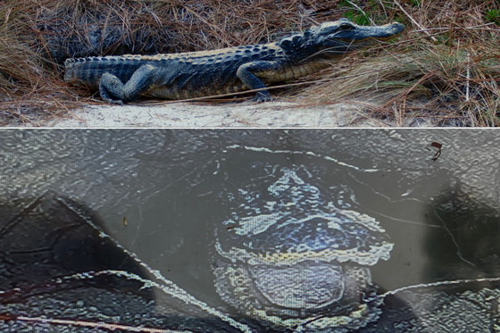 Gator at the burrow entrance (top) and inside (DNR)
