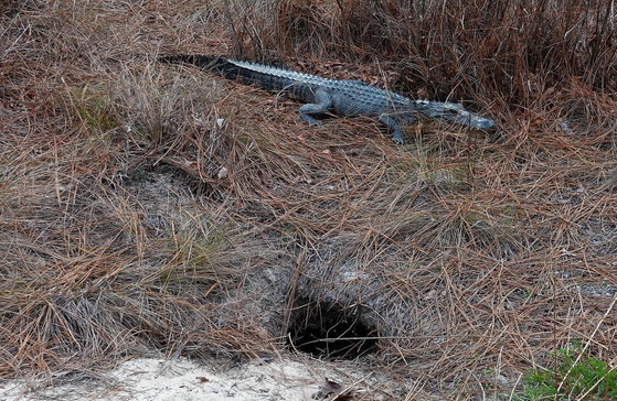 Alligator basking by its borrowed burrow in Tattnall County (Matt Moore/DNR)
