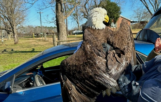 A wildlife rehabilitator with the injured eagle (John Kennedy/DNR)