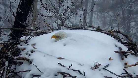 Minnesota bald eagle almost buried in snow (Minnesota DNR)