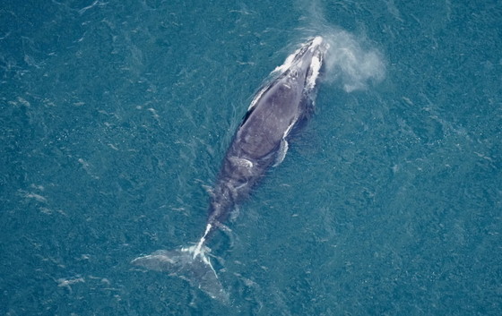 Right whale Nimbus gear-free near Martha's Vineyard (New England Aquarium/NOAA permit 25739)