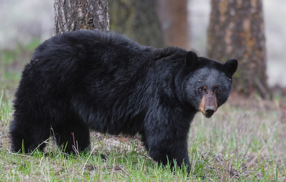 Black bear (DNR)