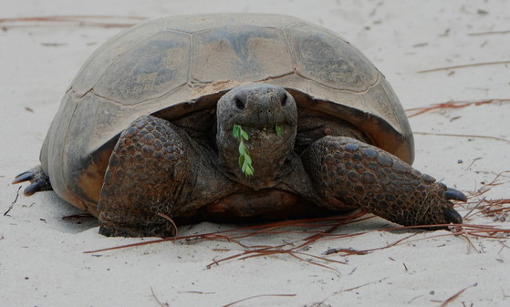 Gopher Tortoise Day is celebrated April 10. (DNR)