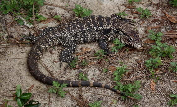 Argentine black and white tegu (Stan Kirkland/Florida FWC)