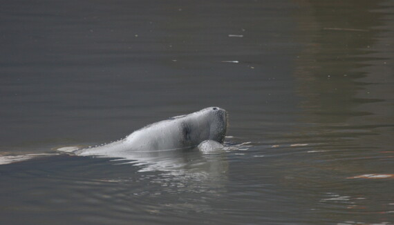 Adult manatees socializing at the surface (Georgia DNR)