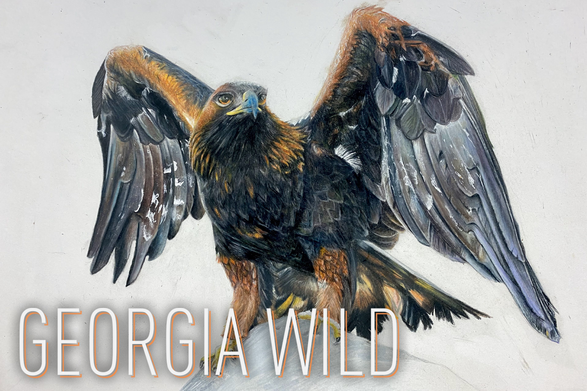 Georgia Wild masthead: Golden eagle art entry that won 2023 Youth Birding T-shirt Art Contest