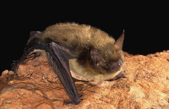 Northern long-eared bat (J. Scott Altenbach/Bat Conservation International)
