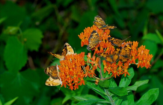 Butterflyweed at work (Terry W. Johnson)