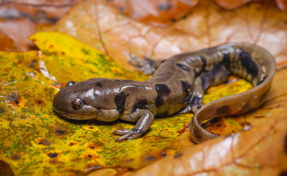 Eastern tiger salamander (Greg Brashear) 