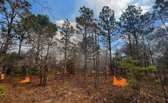 Prescribed fire on Canoochee tract (Ash Curtis)