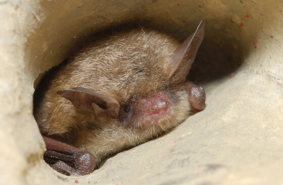 Tricolored bats, one of the species in decline (Pete Pattavina/USFWS)