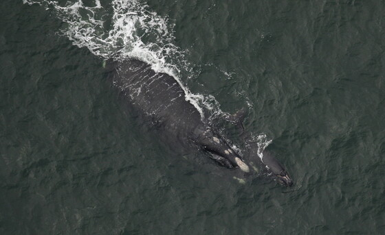 Right whale mom Aphrodite with her calf in December (CMARI/NOAA permit 20556)