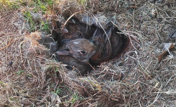 Cottontail nest with young (Heather Sloan)