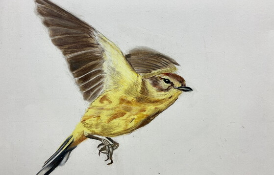 Youth Birding T-shirt Art Elementary Division winner: palm warbler by Ryan Ton, 10, of Duluth